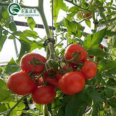 Ventilatievriendelijke tomatenkas met Nederlandse emmer en plastic film