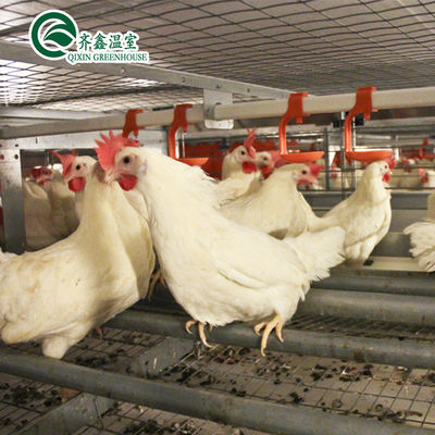 Grote dubbele laag kippenboerderij Multi-span film kas Aanpasbare grootte