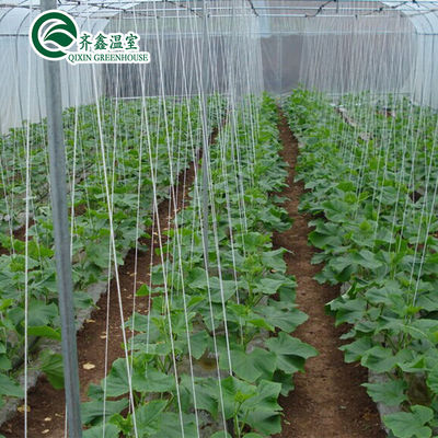 Ventilatievriendelijke tomatenkas met Nederlandse emmer en plastic film