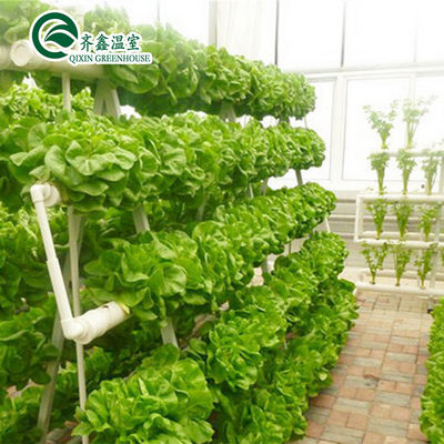 Verticaal hydroponisch systeem voor de verkoop van tomaten in multi-span kassen in Nederland