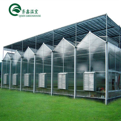 Verticaal hydroponisch systeem voor de verkoop van tomaten in multi-span kassen in Nederland
