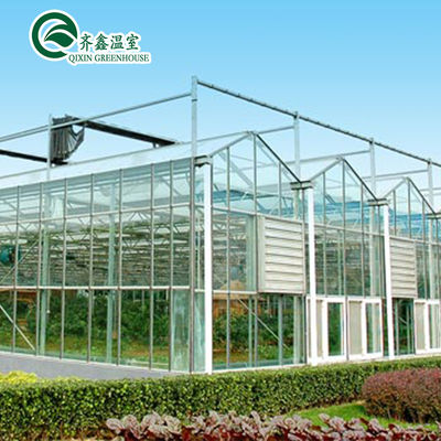 Verticaal hydroponisch systeem voor de verkoop van tomaten in multi-span kassen in Nederland