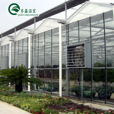 Verticaal hydroponisch systeem voor de verkoop van tomaten in multi-span kassen in Nederland
