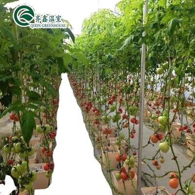 Groei uw eigen groenten, fruit en bloemen met onze commerciële kas Filipijnen