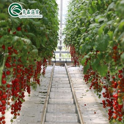 Groei uw eigen groenten, fruit en bloemen met onze commerciële kas Filipijnen