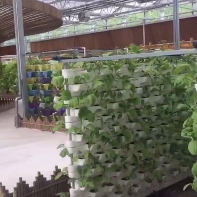 Commercieel aquaponisch aquarium systeem Prefab PO kassen voor groenten