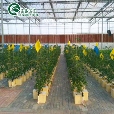 Volledige hydroponische teling voor het binnen kweken van groenten, fruit, bloemen en tomaten