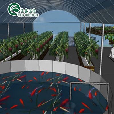 Groenten Vruchten Bloemen Aquaponische systemen Meervoudige landbouwkasten Opbrengst