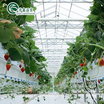 Gegalvaniseerde staalstructuur Venlo Glaskas voor de teelt van groenten Fruit Bloemen