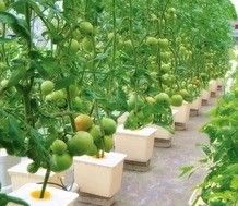 Grote hydroponische pomp voor maximale groei van groenten, fruit en bloemen