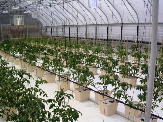 PO Film Dubbellaag Hydroponische Container voor superieure plantengroei resultaten