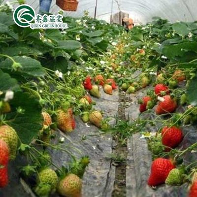 Filmbedekking Dubbellaag Hydroponics Grow Kit System voor kassen
